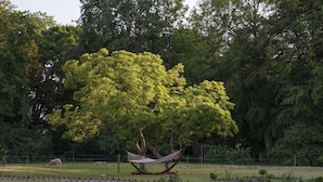 Una hamaca bajo un árbol grande en un parque con una cerca y un pequeño animal al fondo.
