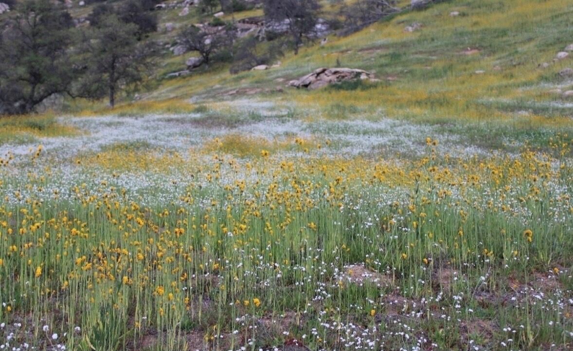 A field of wildflowers with a rocky hillside in the background.