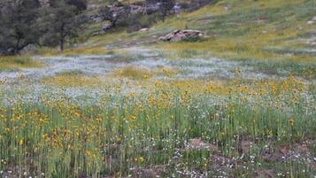 A field of wildflowers with a rocky hillside in the background.