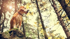 Animaux de compagnie acceptés
