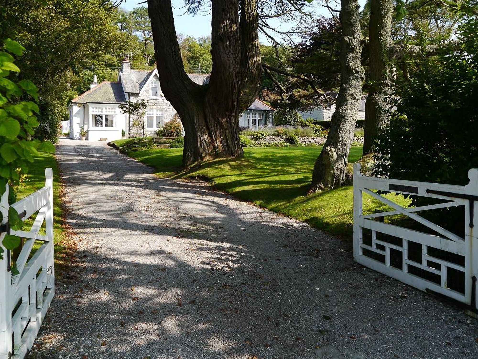 A gravel driveway leading to a white house with a large tree on the right.