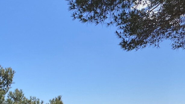 A beach with clear blue water, sandy shore, and pine trees.