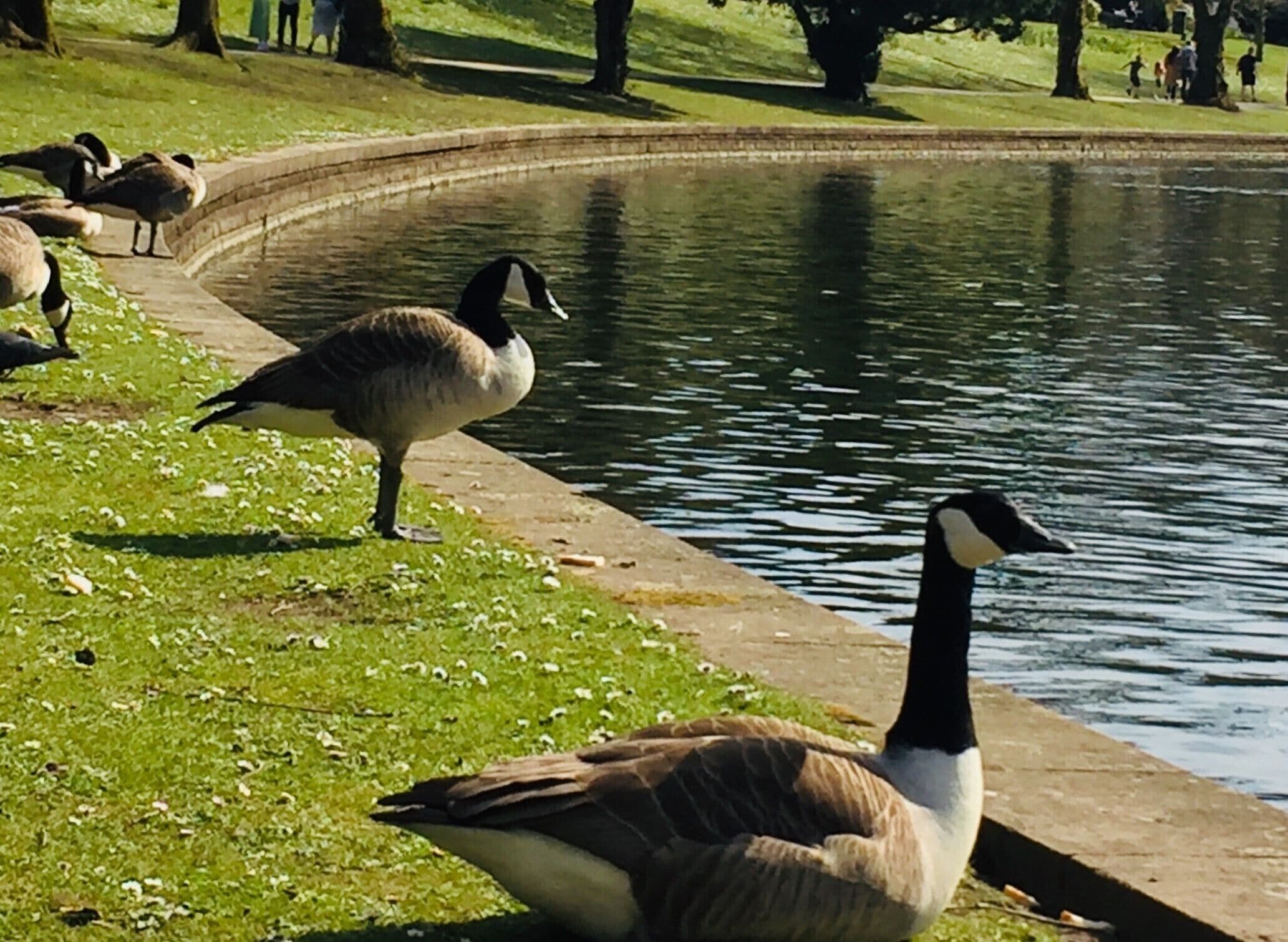 Un étang où l’on peut voir des canards et des oies se promener sur l’herbe, près du bord de l’eau.