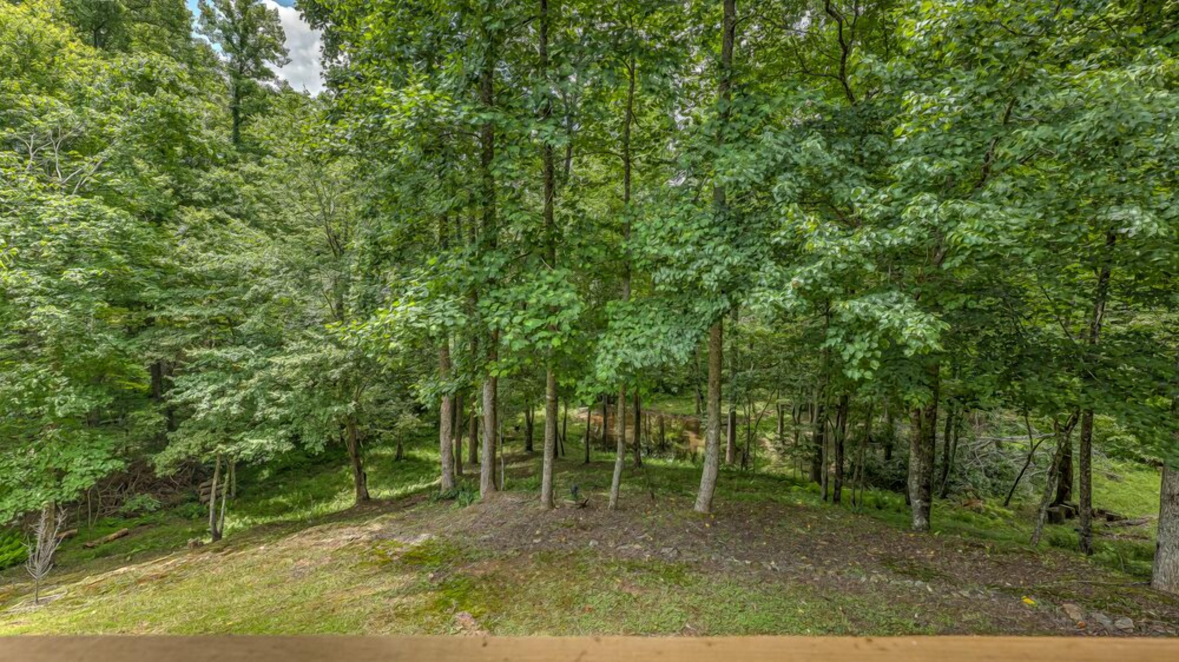 Une forêt dense, avec de grands arbres et une zone herbeuse.