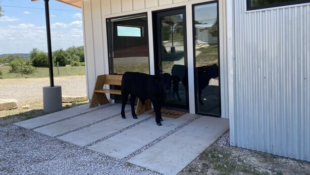 Un bâtiment moderne doté d’un auvent en bois, une vache noire se tenant devant l’entrée et une allée gravillonnée.