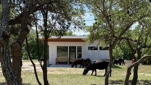 Un bâtiment moderne doté d’un toit en bois et de grandes portes vitrées, entouré d’arbres et de vaches qui paissent.