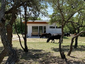 Property grounds - Cozy/Cute Tiny House close to wineries, wedding venues & outdoor fun (Dripping Springs)