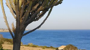 Un albero con un tronco robusto e rami sparsi, una zona erbosa e vista sul mare.