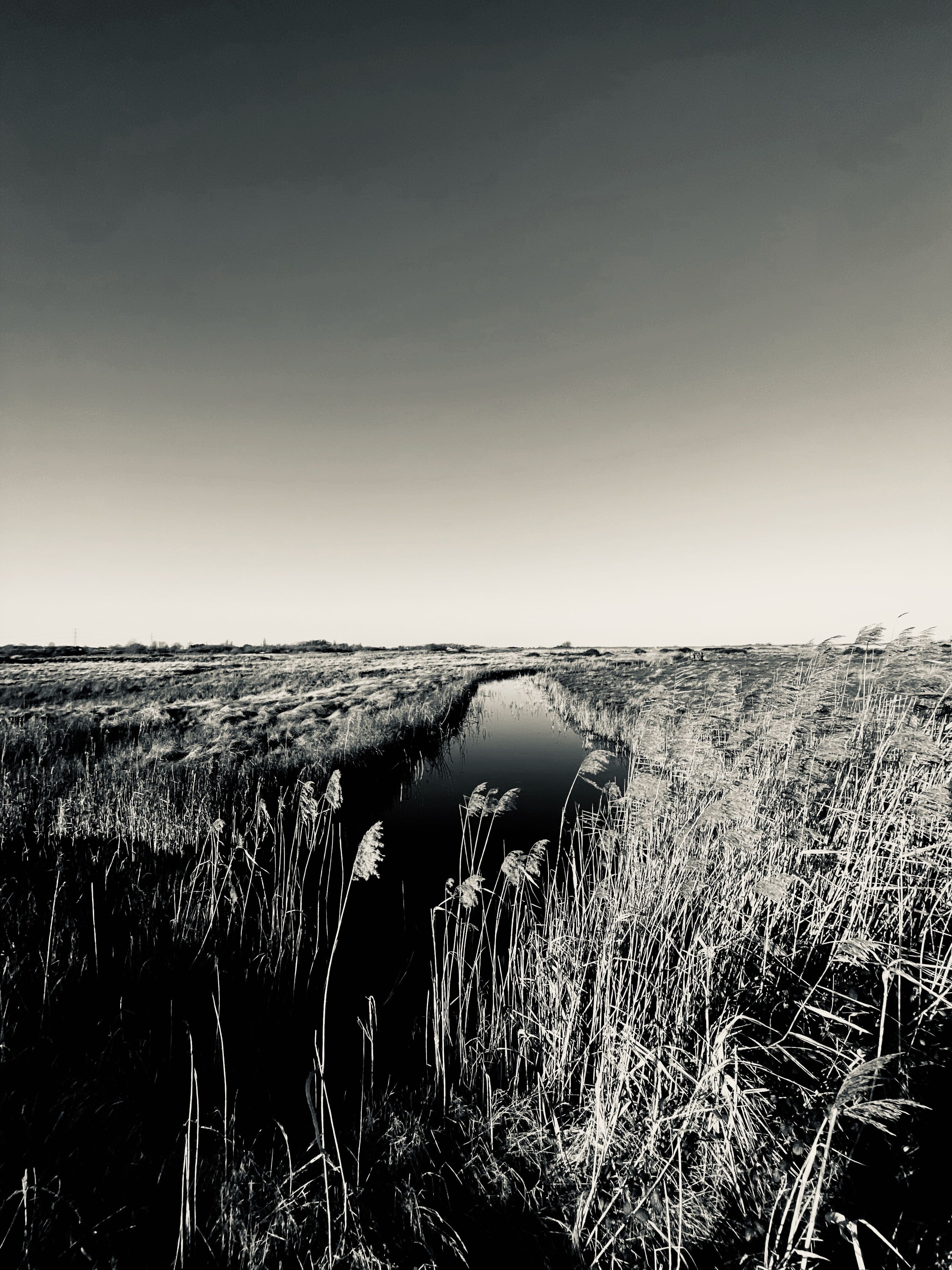 A black and white landscape with a body of water reflecting the sky, surrounded by tall grasses.