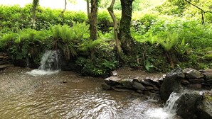 Ein kleiner Wasserfall inmitten eines üppigen, grünen Waldes, mit einer Steinmauer und einem klaren Bach.