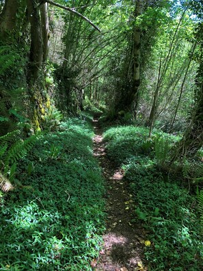 Un sentier bordé d’arbres, avec un feuillage dense.