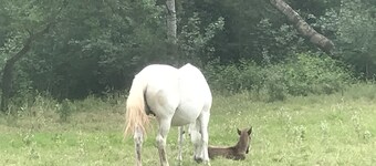 Aux Cœur de la Provence aux Portes de la Camargue
