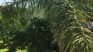 A stone wall with potted plants and a palm tree. - Charming 2-bed House in Kallithea (Zakynthos)
