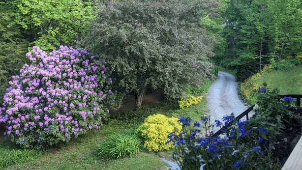 A garden with a gravel path, surrounded by various shrubs and flowering plants. - Country road take me home! (Boone)