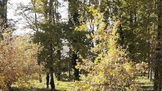 Une vue d’un parc avec des arbres et une route.
