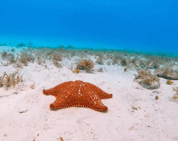 snorkeling St Croix USVI, found this starfish right off our beach - Sunset Beach Dreams (Northwest)
