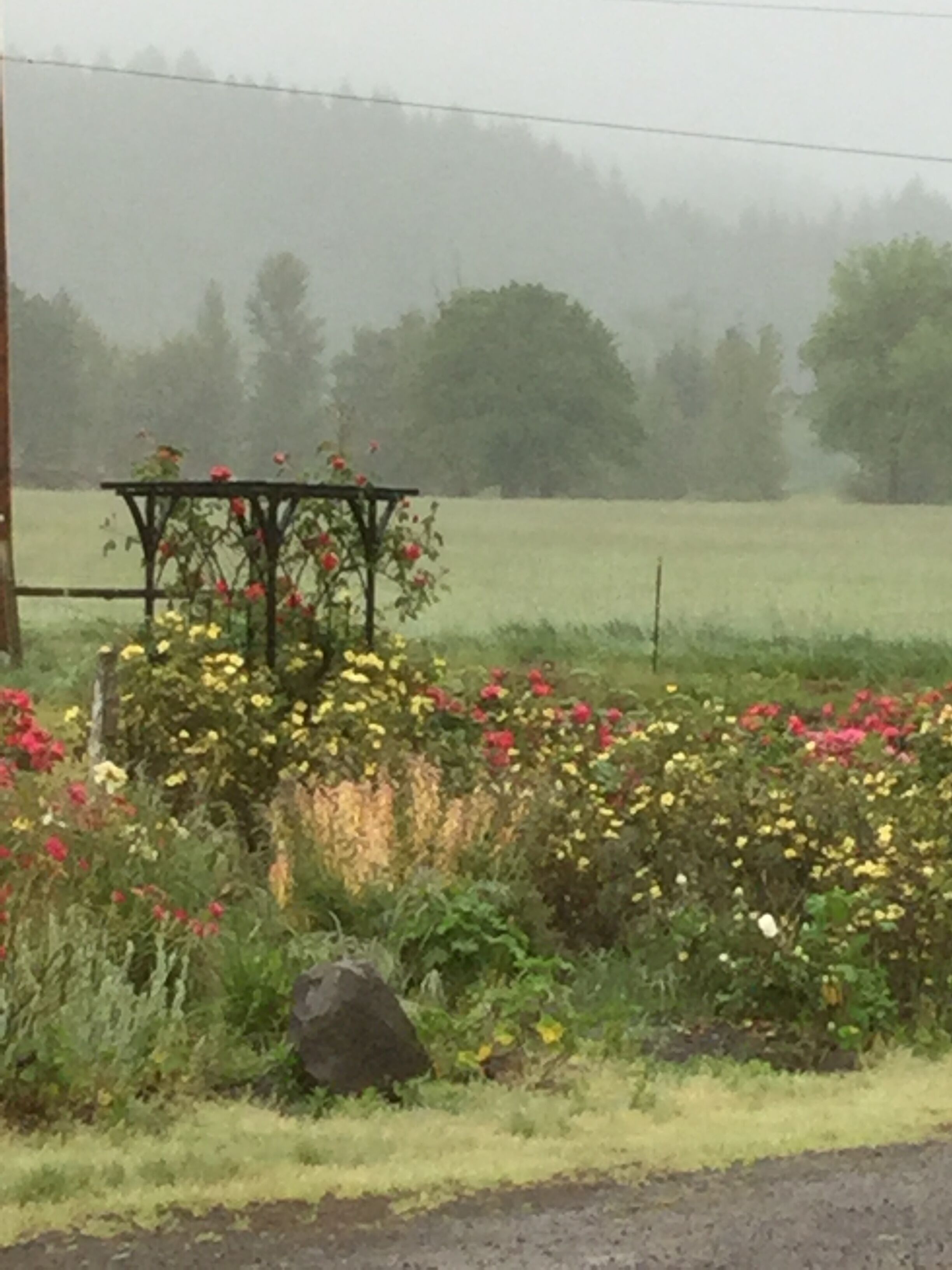 Un jardin agrémenté d’une pergola et de plantes à fleurs.