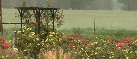 Un jardin agrémenté d’une pergola et de plantes à fleurs.