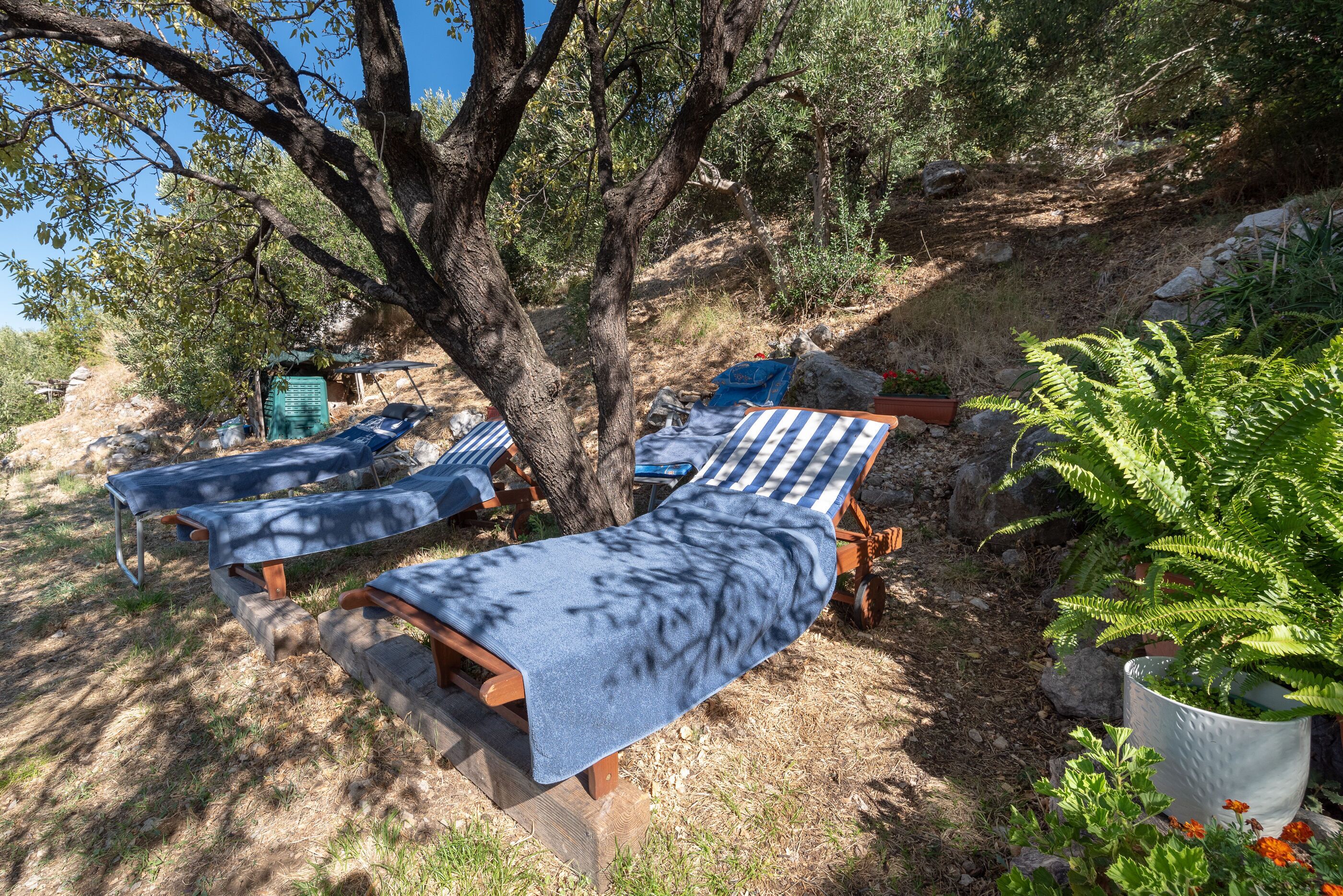 Des fauteuils de jardin avec des housses bleues, un grand arbre et une plante en pot.