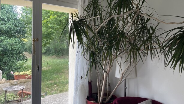 Una habitación con una planta grande en maceta, una silla roja y vistas a un jardín a través de un ventanal corredero.