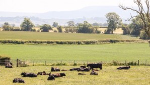 Ländliche Landschaft mit einer Kuhweide.