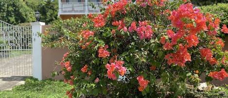 Villa, 4 Bedrooms | Property grounds