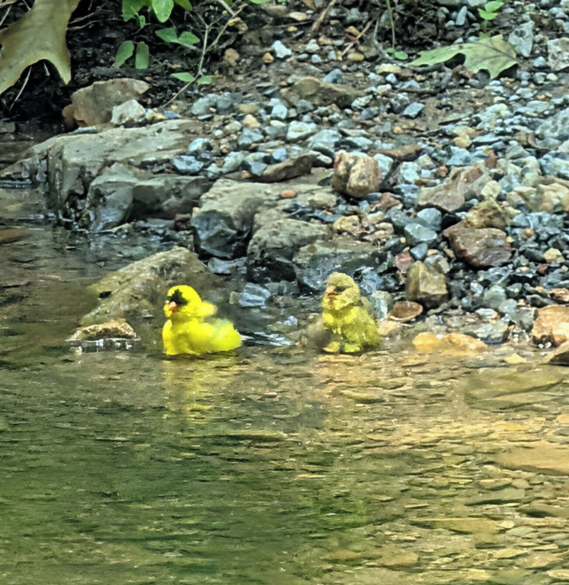 Orilla de río con rocas y un polluelo de pato.