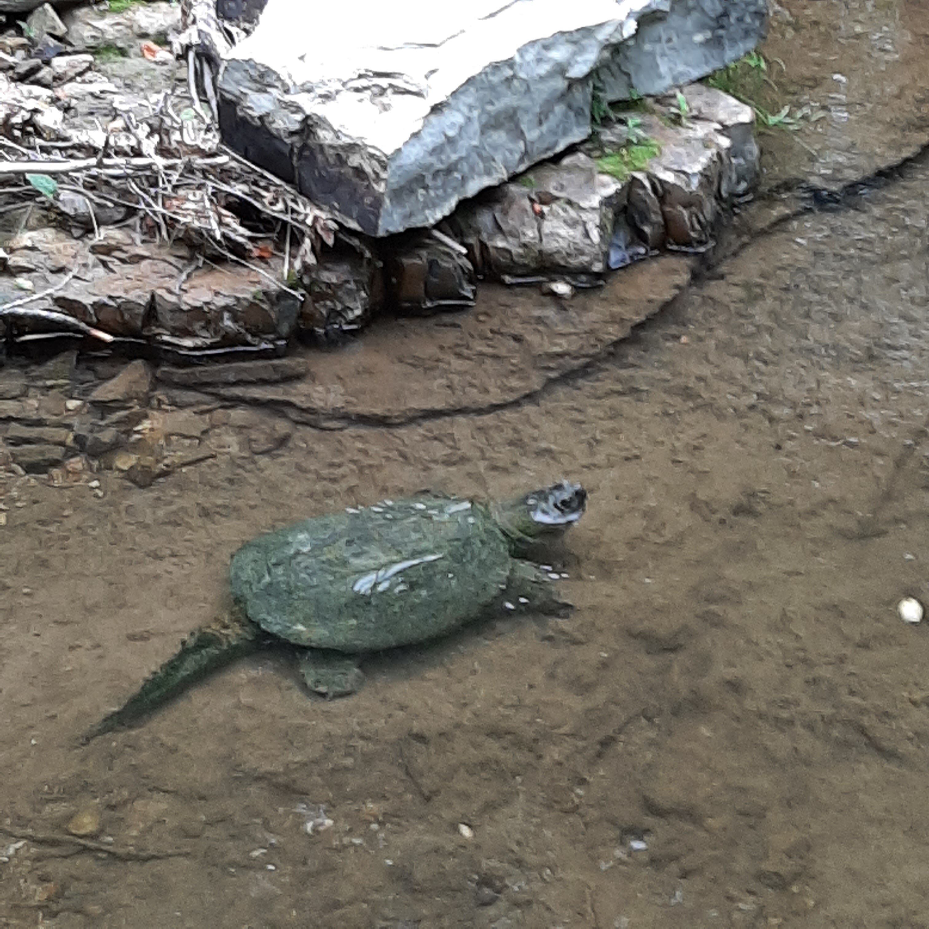Een schildpad op een stoffig pad met stenen en losse materialen.