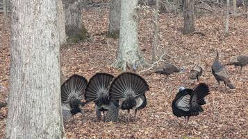 A group of turkeys in a forested area with trees and leaf-covered ground.