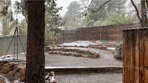 Un enclos de zoo doté d’un chemin pavé, d’une clôture en bois et d’un arbre.