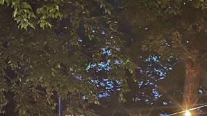 Una terraza de madera con luces colgantes, una escalera y un edificio con ventanas.