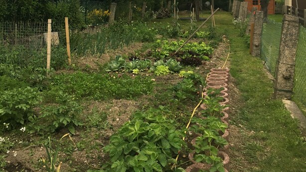 Un jardín con diversas plantas y un sendero de ladrillo.