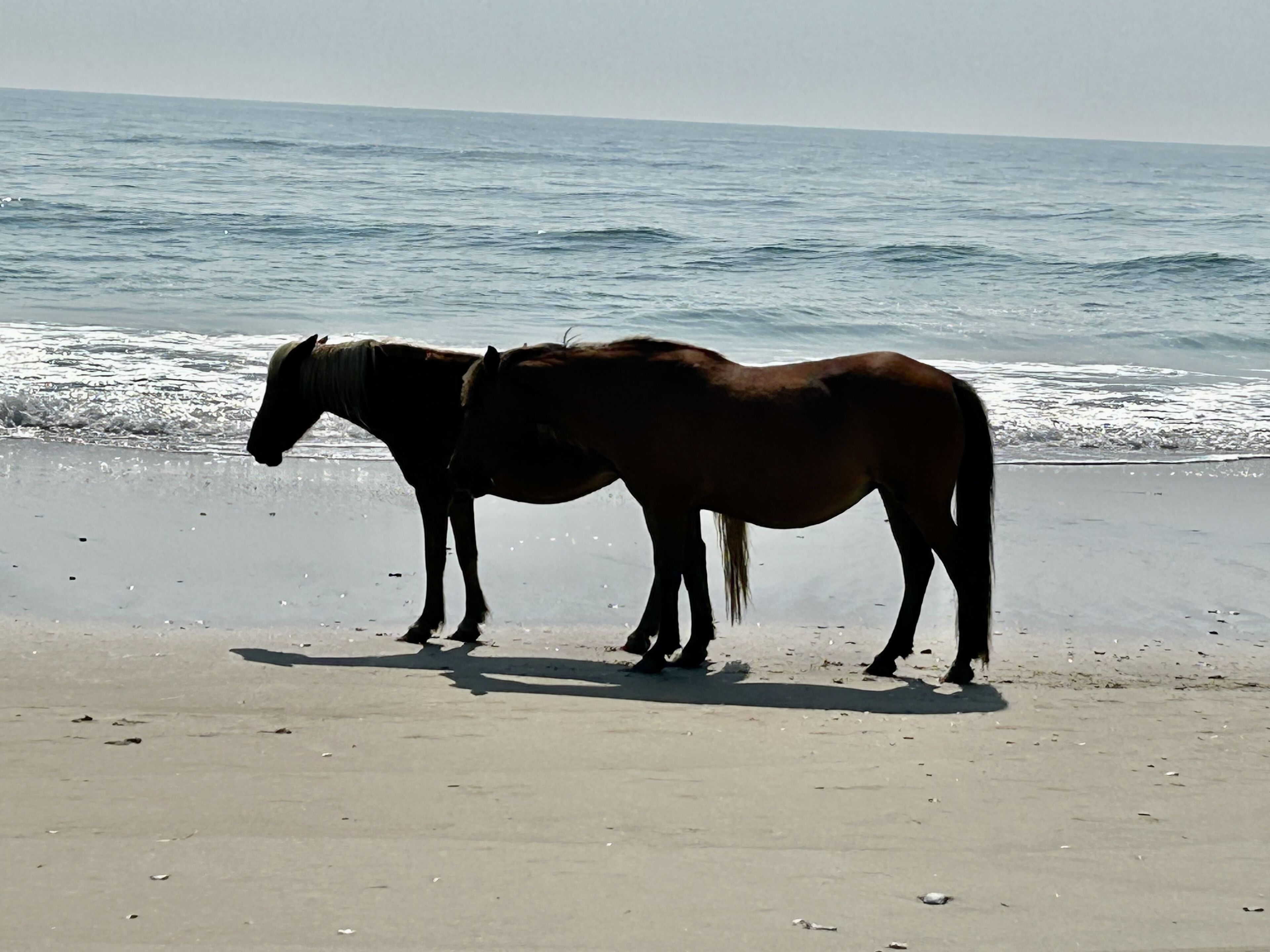 Dos caballos de pie en una playa, con el océano al fondo.