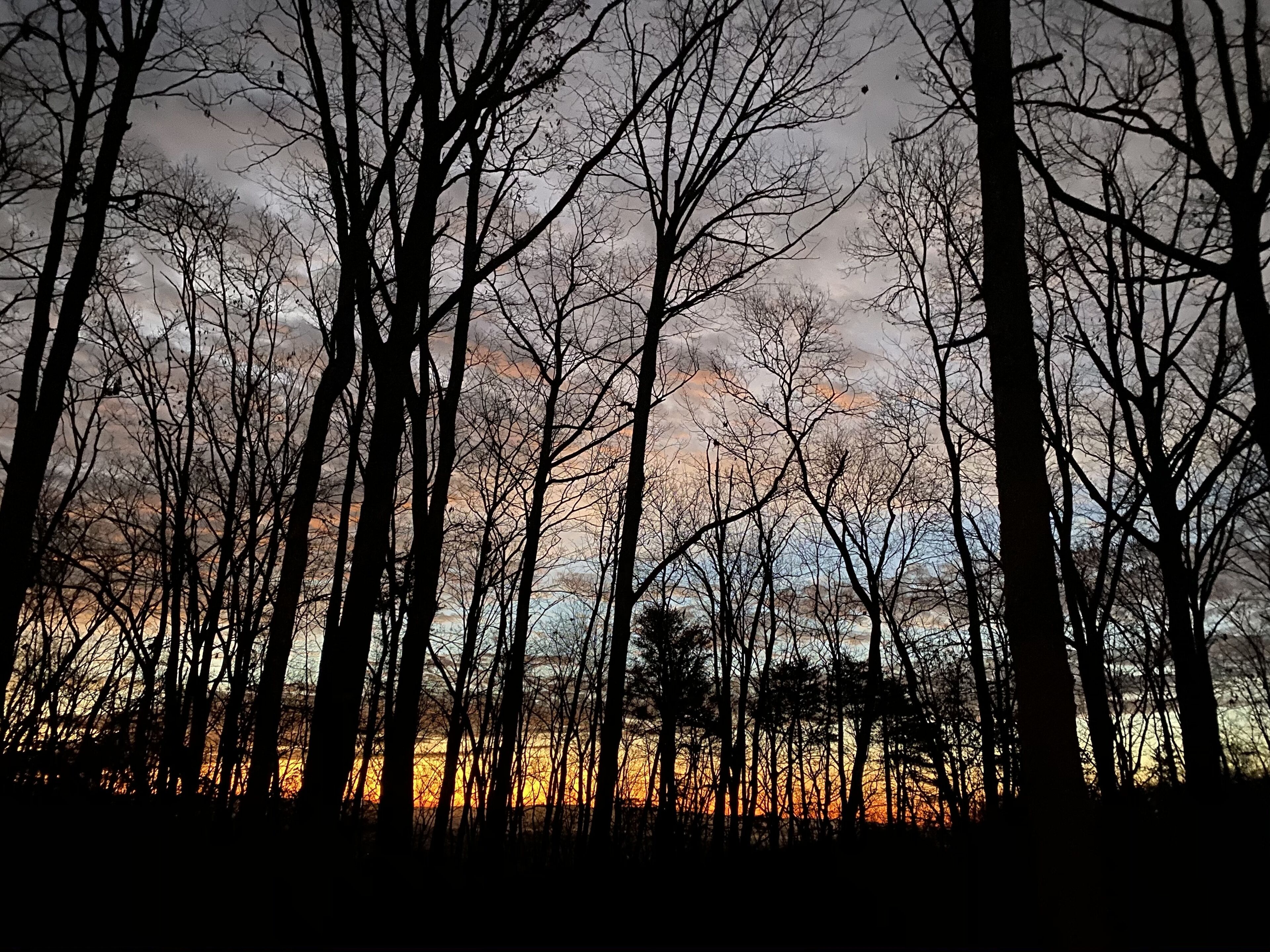 Un bosque con árboles altos y una puesta de sol al fondo.
