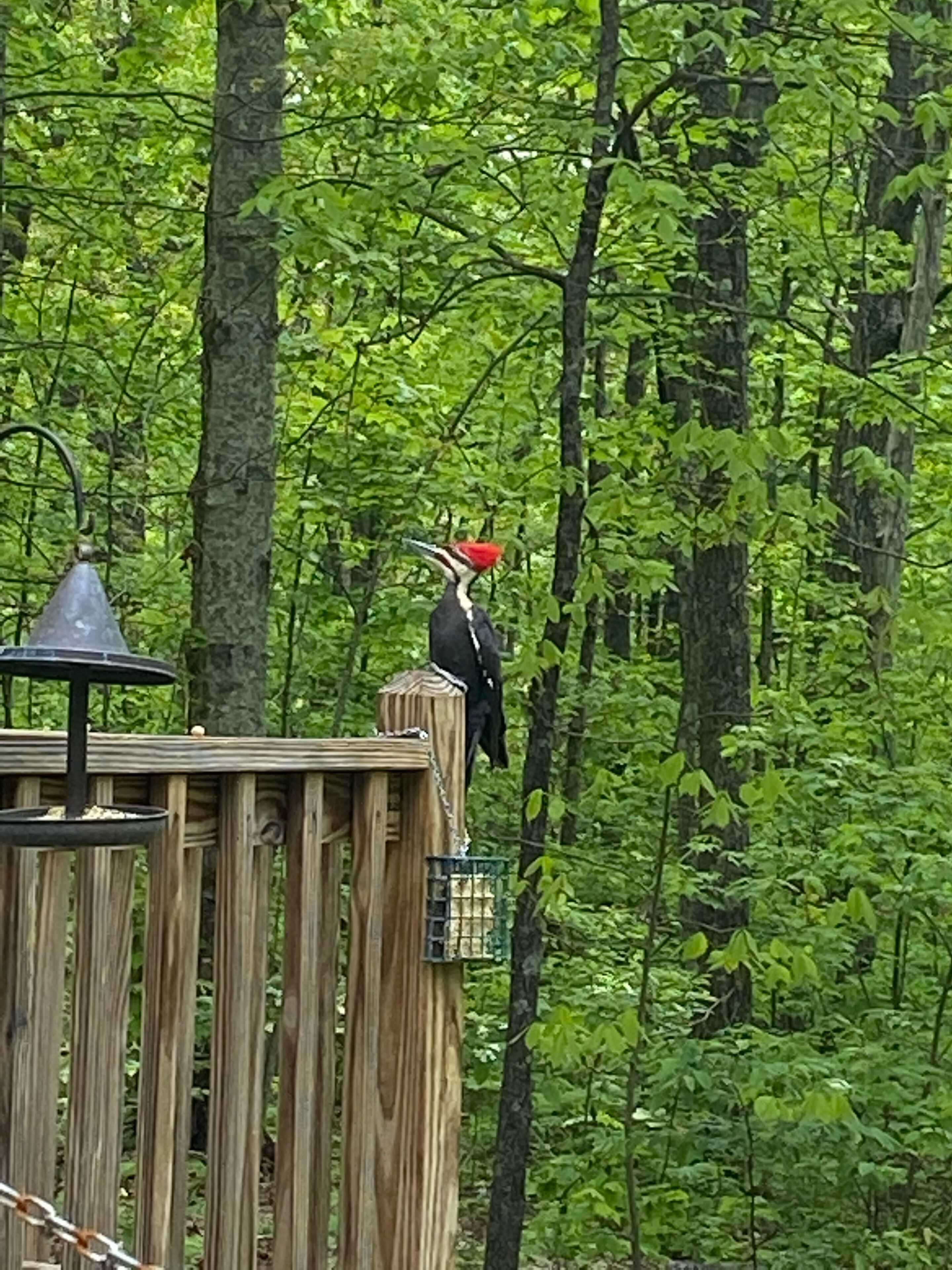 A wooden deck with a bird feeder and a bird perched on it, surrounded by dense green foliage.