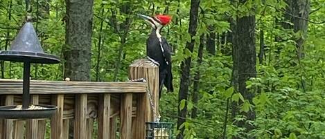 A wooden deck with a bird feeder and a bird perched on it, surrounded by dense green foliage.