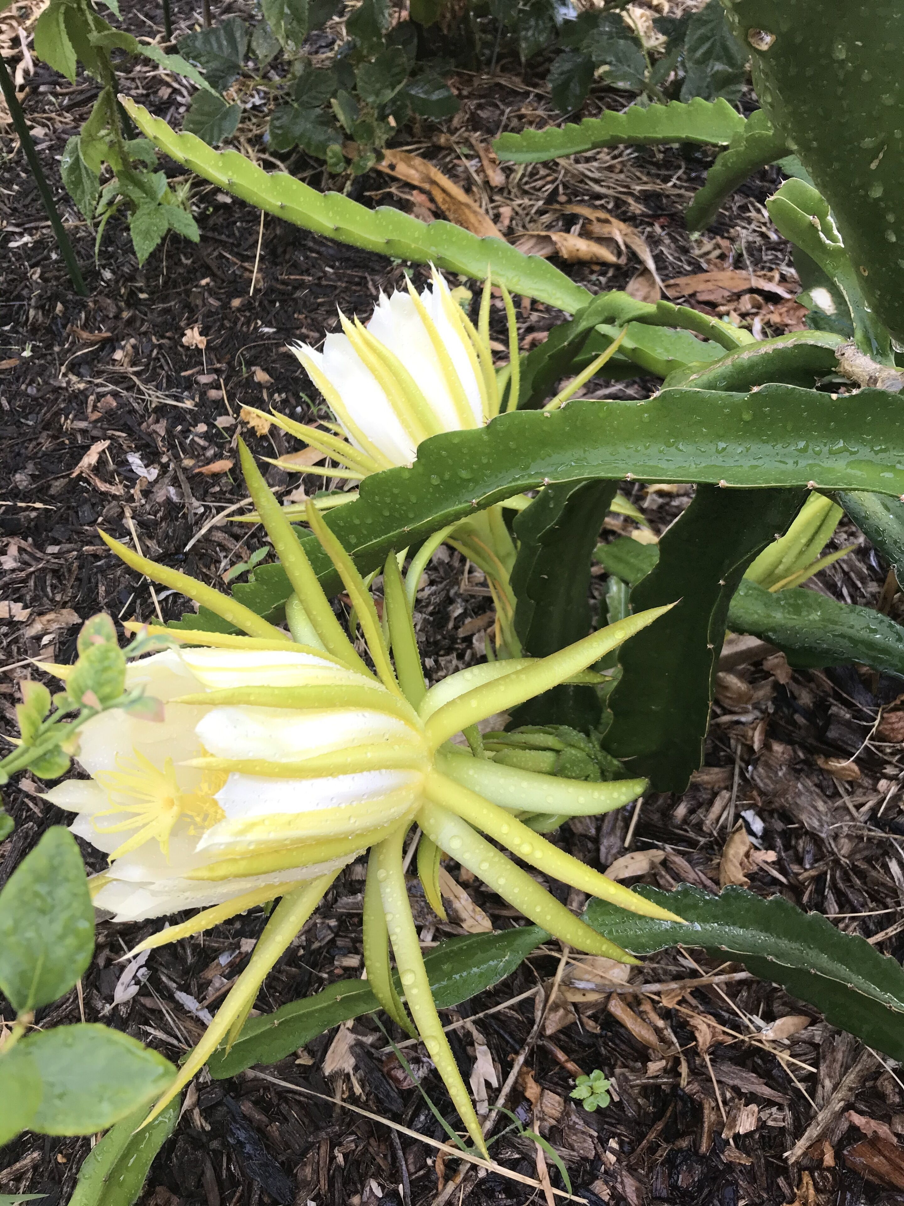 Accommodation on the escarpment of Perth Hills - incredible views and sunsets   — image 29