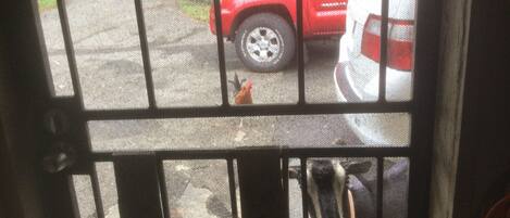 Blick durch ein Metallgitter, im Hintergrund ein rotes Auto und ein Hund.