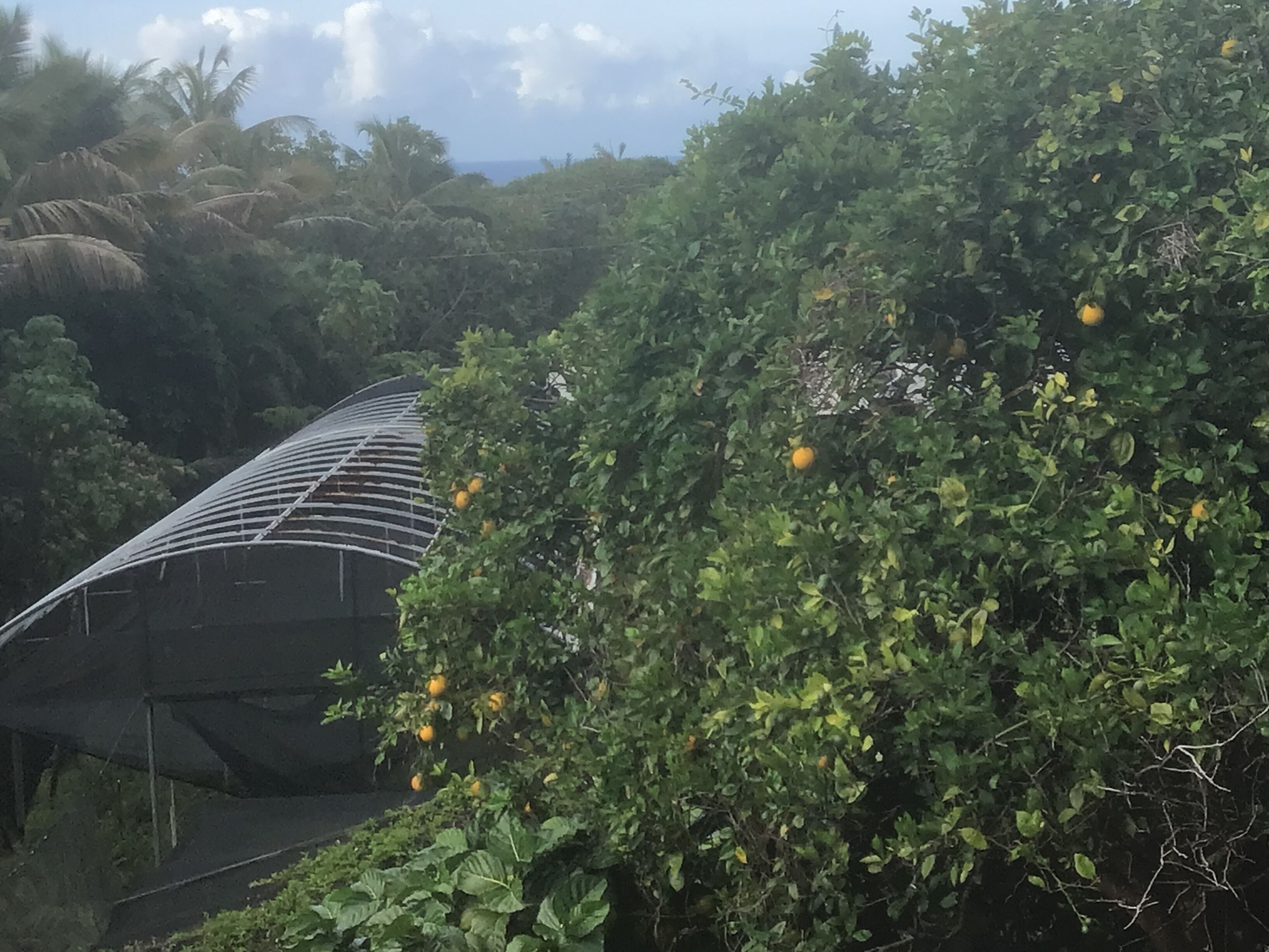 Un edificio con techo curvo rodeado de follaje y árboles frondosos.