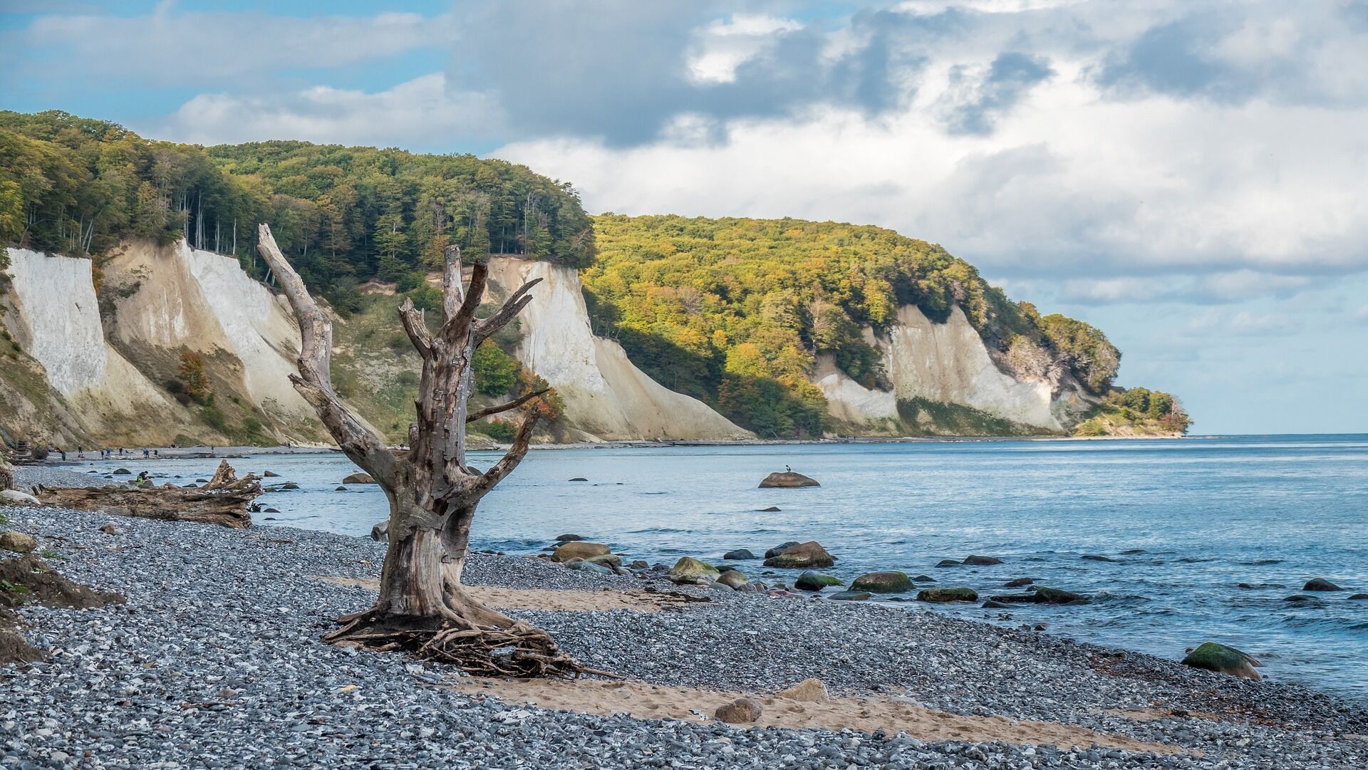 Ein felsiger Strand mit einer markanten abgestorbenen Baum und einer Klippe mit kargen Pflanzen, sowie ruhigem Meerwasser.