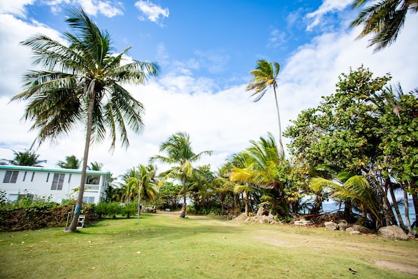 A tropical garden with palm trees and a building with a green roof.