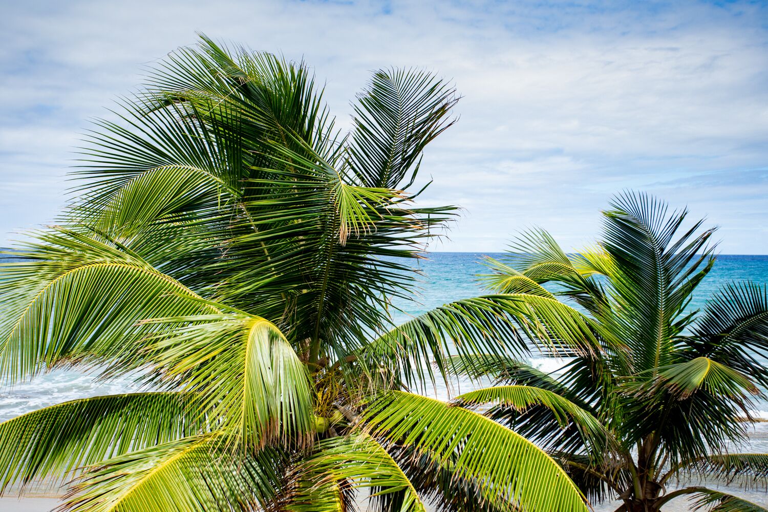 A beach with palm trees and the ocean.