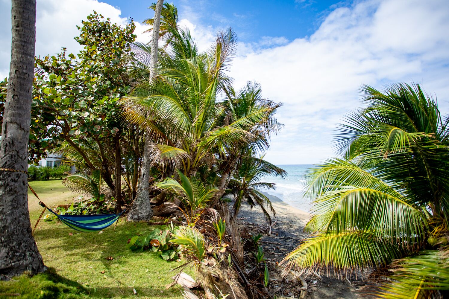 A beach with palm trees, a hammock, and a grassy area.