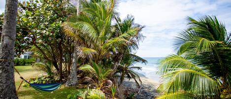 A beach with palm trees, a hammock, and a grassy area.