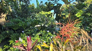 Ein Garten mit verschiedenen Pflanzen und Bäumen, darunter eine auffällige, rot blühende Pflanze und eine gelb blühende Pflanze.