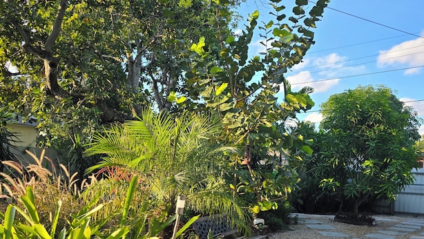 Ein Garten mit einem gepflasterten Weg, einer Bank und verschiedenen Pflanzen.