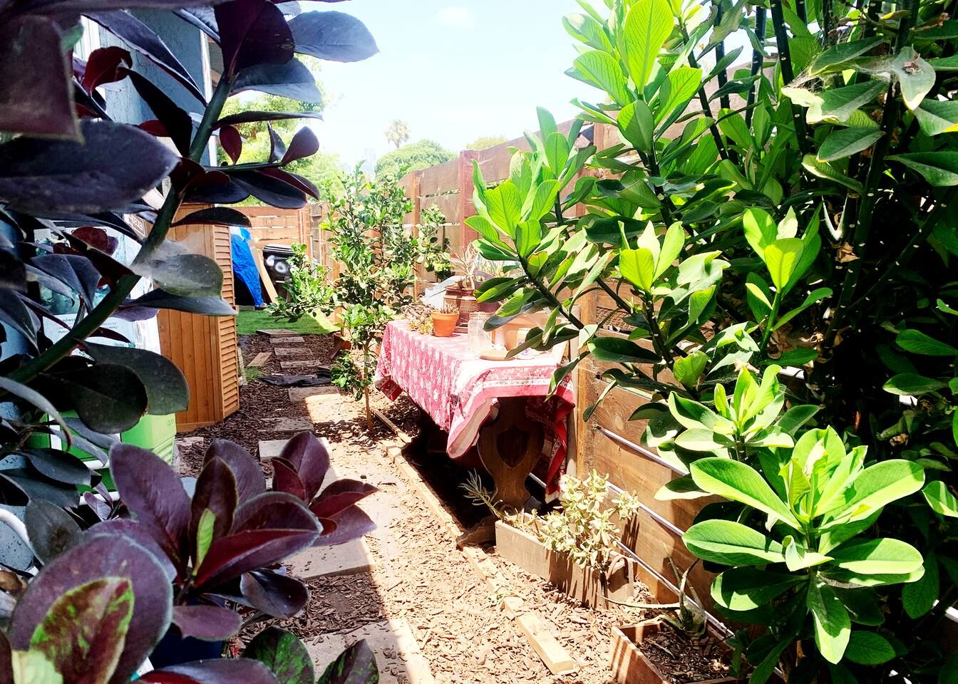 Un jardín con diversas plantas y una mesa cubierta con un mantel.