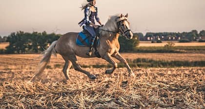 Appartement 7a Reitanlage - Reit- und Ferienhof Blohm - Objekt 26099