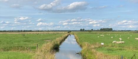 Paesaggio rurale con un piccolo canale, campi verdi e pecore sparse.