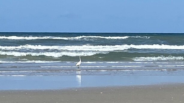 Uma praia com ondas e um pássaro em pé na areia.